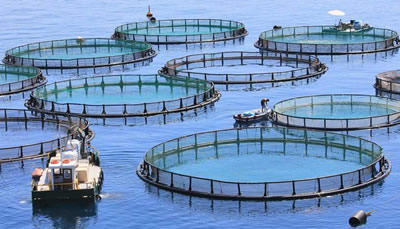 Tanque de cría de peces